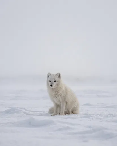 White Arctic Fox in Snowy Tundra
