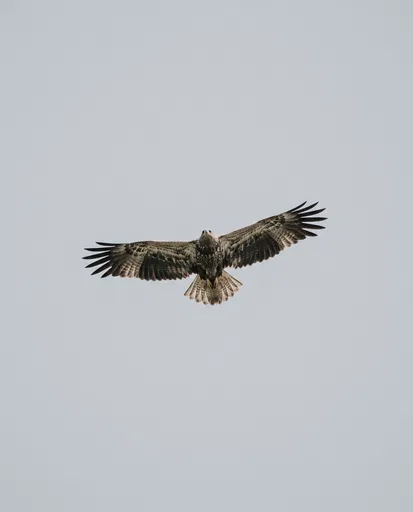 Soaring Eagle Against Pale Gray Sky