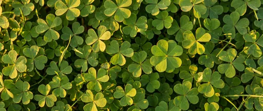 Four-Leaf Clover in Golden Sunlight