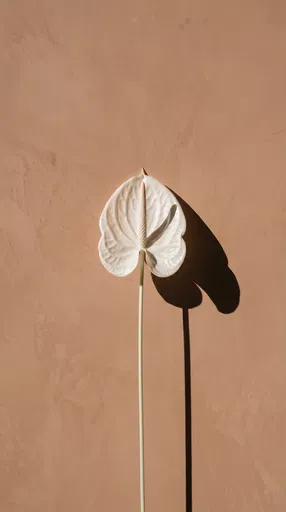 White Anthurium Flower With Hard Shadow