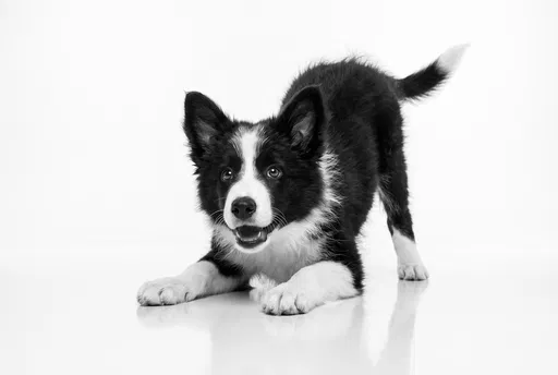 Playful Border Collie Puppy on White Background