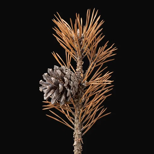 Dried Pine Sprig on Black Background
