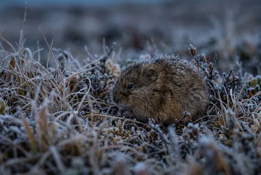 Brown Lemming in Frosty Tundra Grass