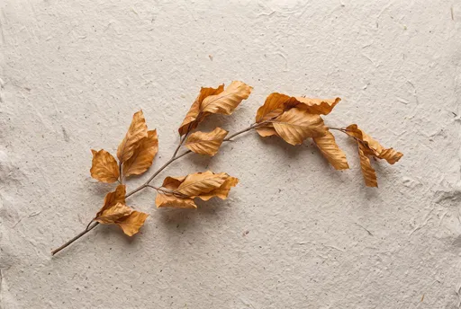 Dried Beech Leaves on Handmade Paper