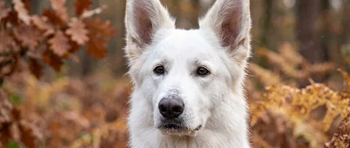 White German Shepherd Autumn Portrait