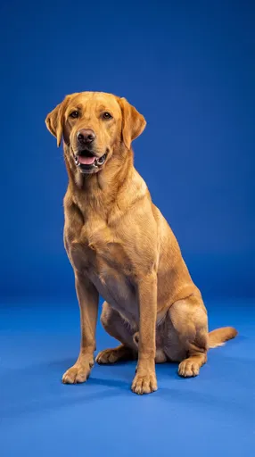 Yellow Labrador Sitting on Blue Backdrop
