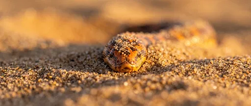 Kenyan Sand Boa In Desert Sand