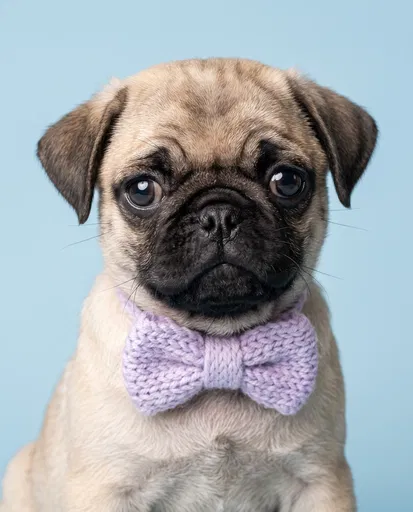Pug Puppy in Lavender Knitted Bow Tie