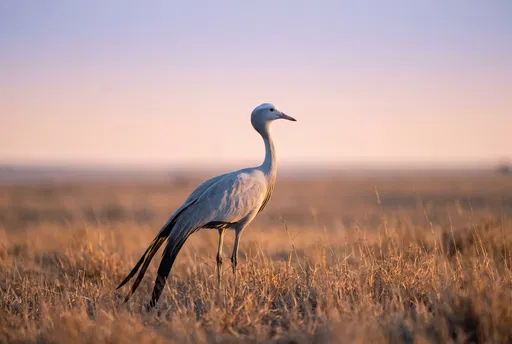 Blue Crane in Grassland at Dawn
