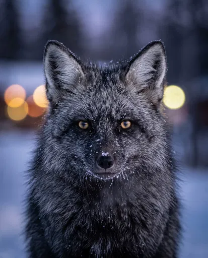 Close-Up Portrait of Silver Fox in Winter