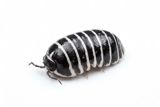 Zebra Pill Bug Isolated on White