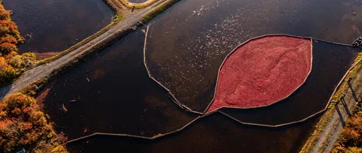 Aerial View of Leaf-Shaped Cranberry Harvest