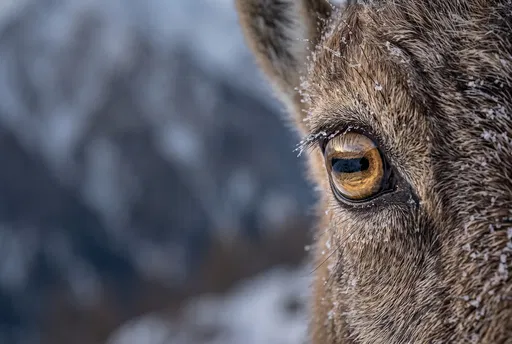 Macro Close-Up of Frosty Ibex Eye