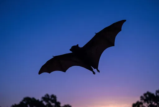 Flying Fox Silhouette in Twilight Sky