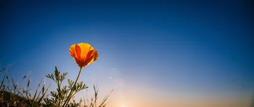 Backlit California Poppy Against Blue Sky