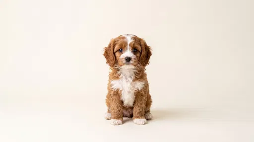 Ruby and White Cavapoo Puppy Studio Portrait
