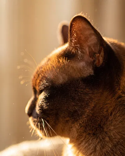 Close-Up Profile of Brown Cat in Sunlight