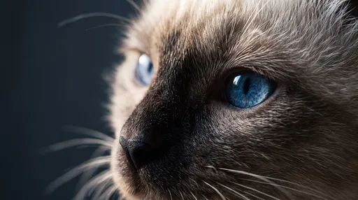Macro Close-Up of Siamese Cat