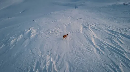 Saint Bernard Walking Across Expansive Snowfield