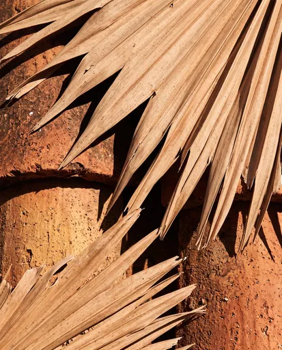 Dried Palm Fronds on Terracotta Tiles