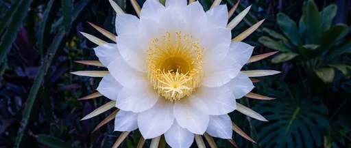 White Night-Blooming Cereus Flower Close-Up