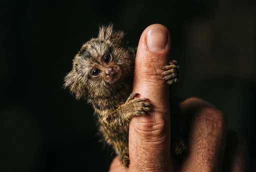 Tiny Pygmy Marmoset Clinging to Finger