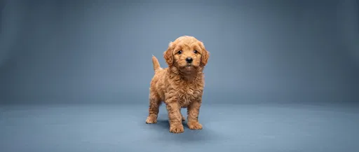 Apricot Goldendoodle Puppy on Blue Backdrop