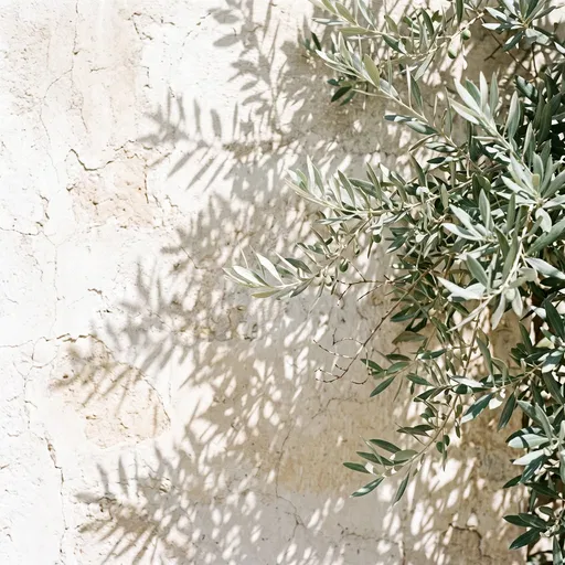 Olive Branches Against Sunlit Plaster Wall