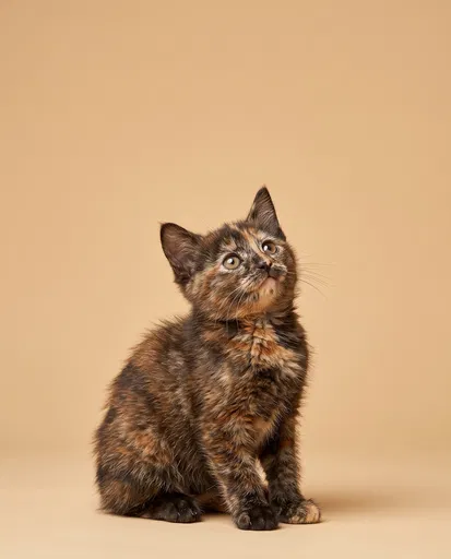 Tortoiseshell Kitten Looking Up on Beige Backdrop