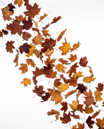 Falling Autumn Maple Leaves on White