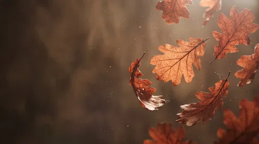 Floating Backlit Autumn Oak Leaves
