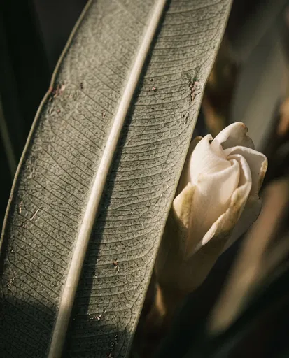Macro Close-Up of Oleander Leaf and Bud
