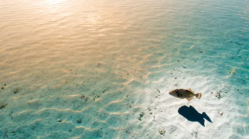 Triggerfish in Shallow Golden Hour Lagoon