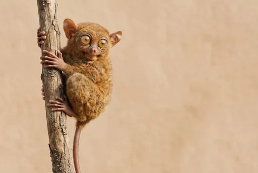 Tarsier Clinging to Branch with Copy Space