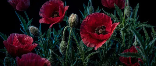 Crimson Poppy Flowers on Black Background