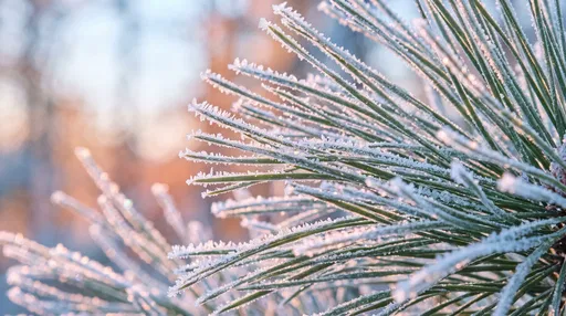 Frost Covered Pine Needles at Sunrise