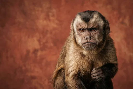 Grumpy Capuchin Monkey Studio Portrait