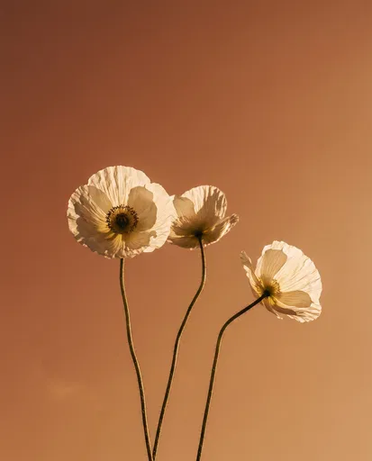 Three White Poppies Against Warm Sky