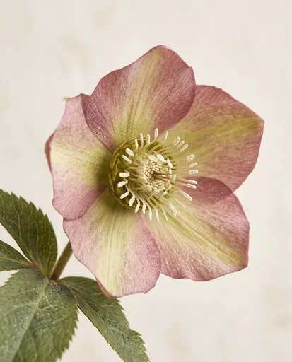 Antique Pink Hellebore Botanical Study