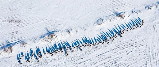 Aerial View of Wild Turkeys in Snow