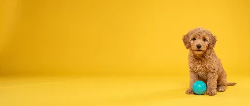 Goldendoodle Puppy With Ball On Yellow