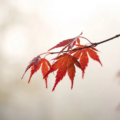 Red Japanese Maple Leaves with Raindrops