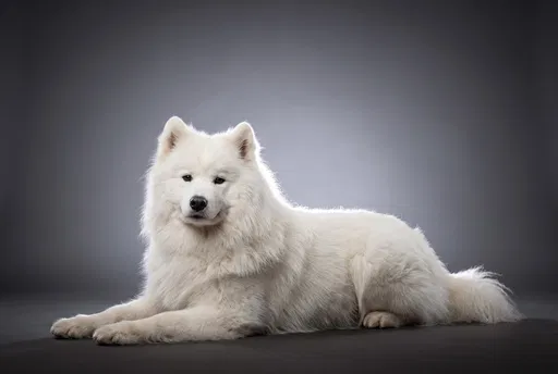 White Samoyed Dog Lying in Studio