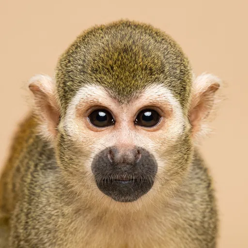 Squirrel Monkey Close-Up Studio Portrait